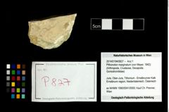 Foto (Objekt + Etikett) von Pithonoton marginatum (von Meyer, 1842)  (NHMW-GEO-2014-0194-0827)